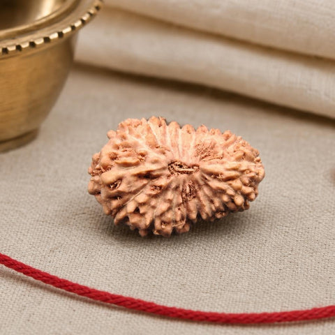18 Mukhi Indonesia Natural Rudraksha 18.58 mm Rudraksha Report No. RDQ0044350