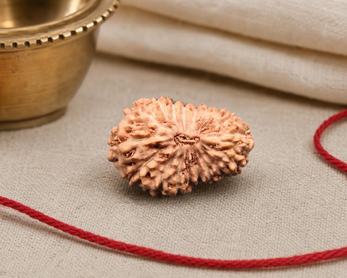 Natural 18 Mukhi Indonesian rudraksha bead with red thread, close-up front view