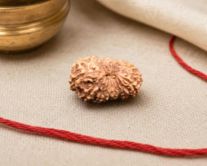 Natural 18 Mukhi Indonesian rudraksha bead with textured surface on red thread