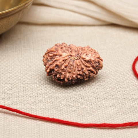 18 Mukhi Indonesia Natural Rudraksha 18.23 mm Rudraksha Report No. RDQ0044339