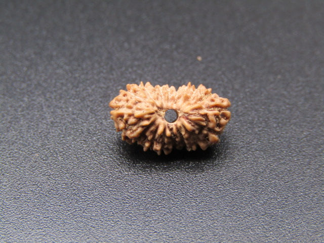 Natural 18 Mukhi rudraksha bead close-up showing textured ridges and dark center