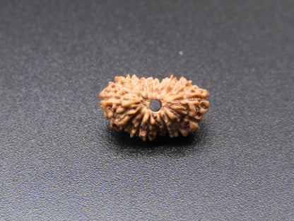 Natural 18 Mukhi rudraksha bead close-up showing textured ridges and dark center