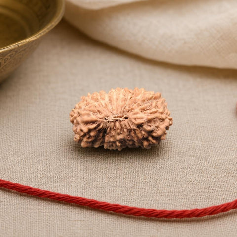 18 Mukhi Indonesia Natural Rudraksha 17.93 mm Rudraksha Report No. RDQ0044409