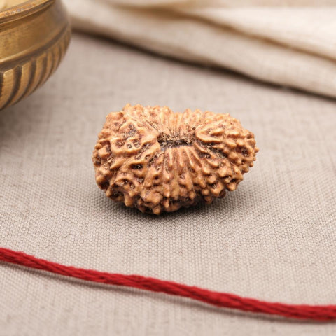 19 Mukhi Indonesia Natural Rudraksha 19.88 mm Rudraksha Report No. RDQ0044357