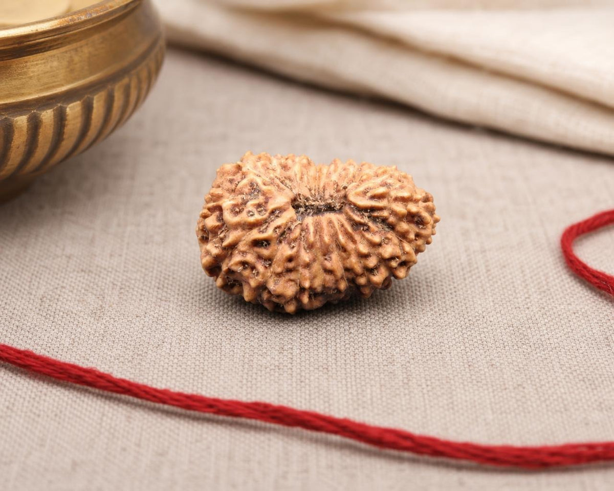 Natural 19 Mukhi Indonesian rudraksha bead with 19-segment face design