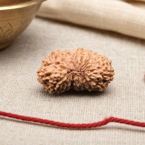 19 Mukhi Indonesia Natural Rudraksha 19.05 mm Rudraksha Report No. RDQ0044361
