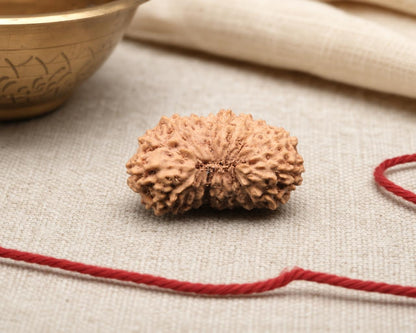 Natural 19 Mukhi Indonesian rudraksha bead with carved texture on beige fabric