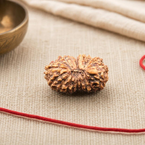 19 Mukhi Indonesia Natural Rudraksha 17.05 mm Rudraksha Report No. RDQ0044358