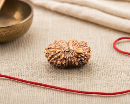 Natural 19 Mukhi rudraksha bead with textured face on beige fabric background
