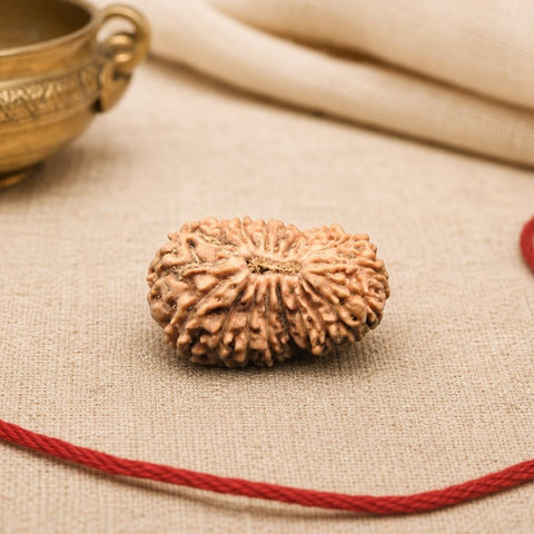 19 Mukhi Indonesia Natural Rudraksha 19.60 mm Rudraksha Report No. RDQ0044355