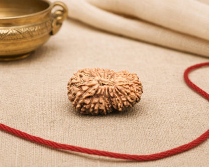 Natural 19 Mukhi Indonesia rudraksha bead with detailed ridges, shown with red braided string