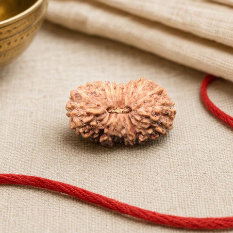 19 Mukhi Indonesia Natural Rudraksha 17.28 mm Rudraksha Report No. RDQ0044359