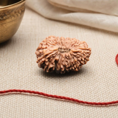 20 Mukhi Indonesia Natural Rudraksha 19.70 mm Rudraksha Report No. RDQ0044377
