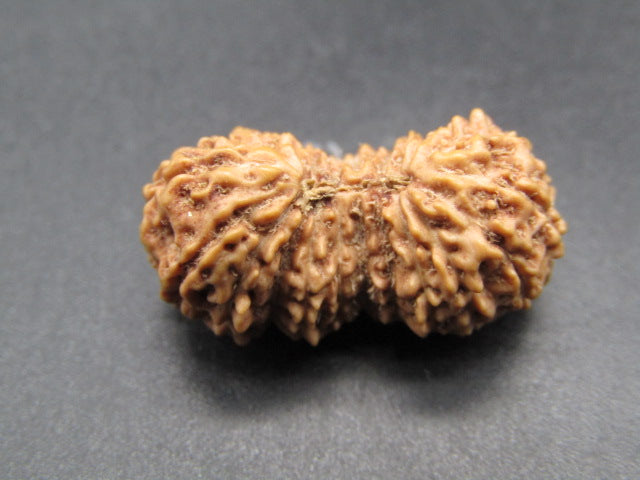 Natural 20 mukhi Indonesian rudraksha seed angled view showing detailed grooves