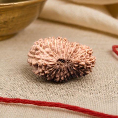 20 Mukhi Indonesia Natural Rudraksha 21.46 mm Rudraksha Report No. RDQ0044379