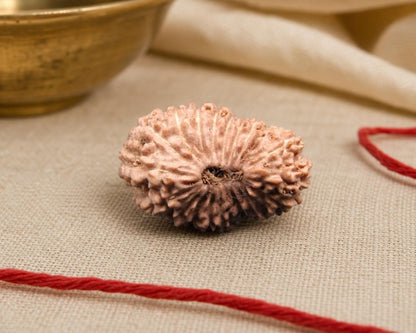 Natural 20 mukhi Indonesian rudraksha with visible carved ridges and central opening