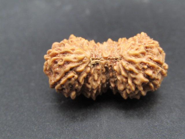 Natural 20 mukhi Indonesian rudraksha seed close-up showing carved seed facets