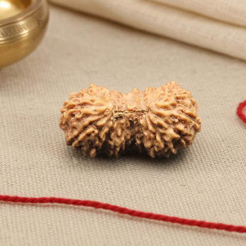 20 Mukhi Indonesia Natural Rudraksha 22.10 mm Rudraksha Report No. RDQ0036770