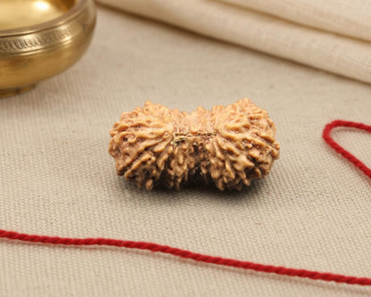 Natural 20 mukhi Indonesian rudraksha seed with five-lobed grooves on beige fabric