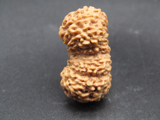 Natural 20 mukhi Indonesian rudraksha seed side profile close-up on dark surface