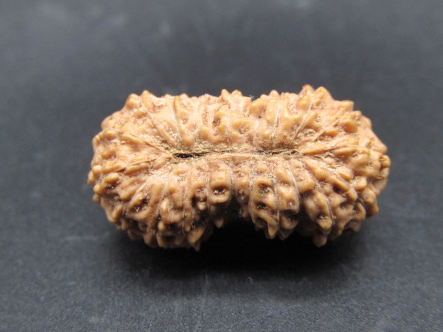 Natural 20 mukhi Indonesian rudraksha seed top view on dark background