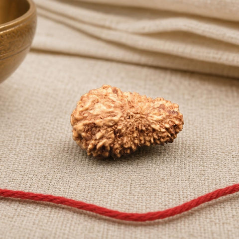20 Mukhi Indonesia Natural Rudraksha 17.52 mm Rudraksha Report No. RDQ0044366