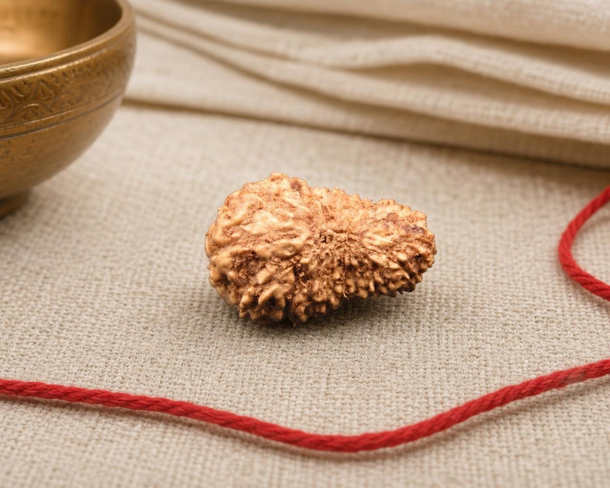 Natural 20 mukhi Indonesian rudraksha bead with textured ridges on red thread