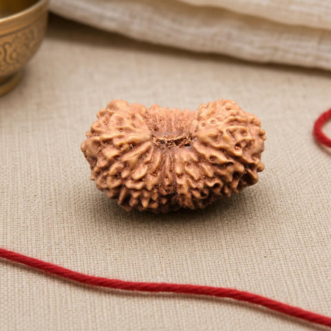 20 Mukhi Indonesia Natural Rudraksha 20.82 mm Rudraksha Report No. RDQ0044384