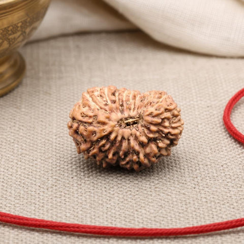20 Mukhi Indonesia Natural Rudraksha 17.36 mm Rudraksha Report No. RDQ0044368