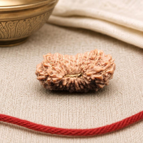 20 Mukhi Indonesia Natural Rudraksha 19.25 mm Rudraksha Report No. RDQ0044378