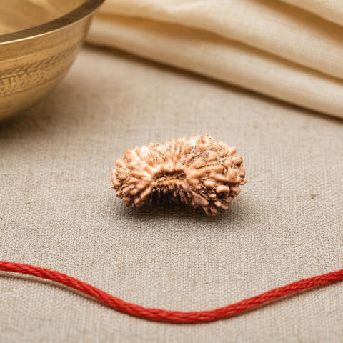 20 Mukhi Indonesia Natural Rudraksha 12.80 mm Rudraksha Report No. RDQ0044370