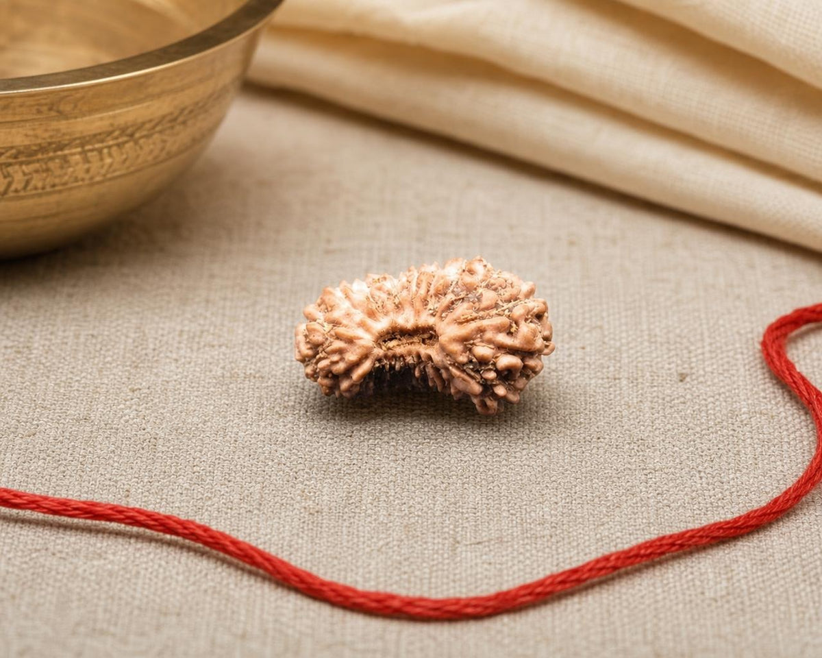 Natural 20 Mukhi Indonesian rudraksha bead with distinctive ridges on red thread