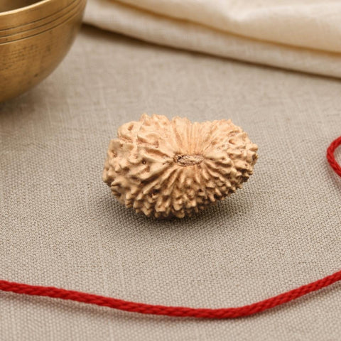 20 Mukhi Indonesia Natural Rudraksha 22.14 mm Rudraksha Report No. RDQ0044382