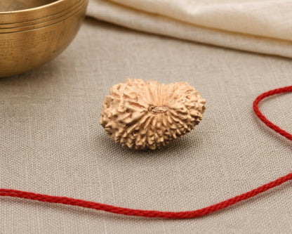 Natural 20 Mukhi Indonesian rudraksha bead with red thread on light fabric background