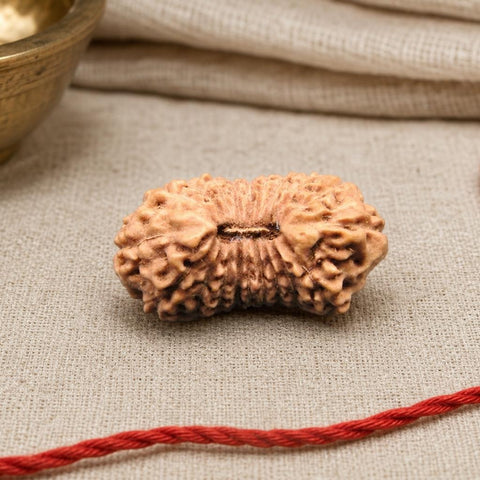 20 Mukhi Indonesia Natural Rudraksha 19.37 mm Rudraksha Report No. RDQ0044380