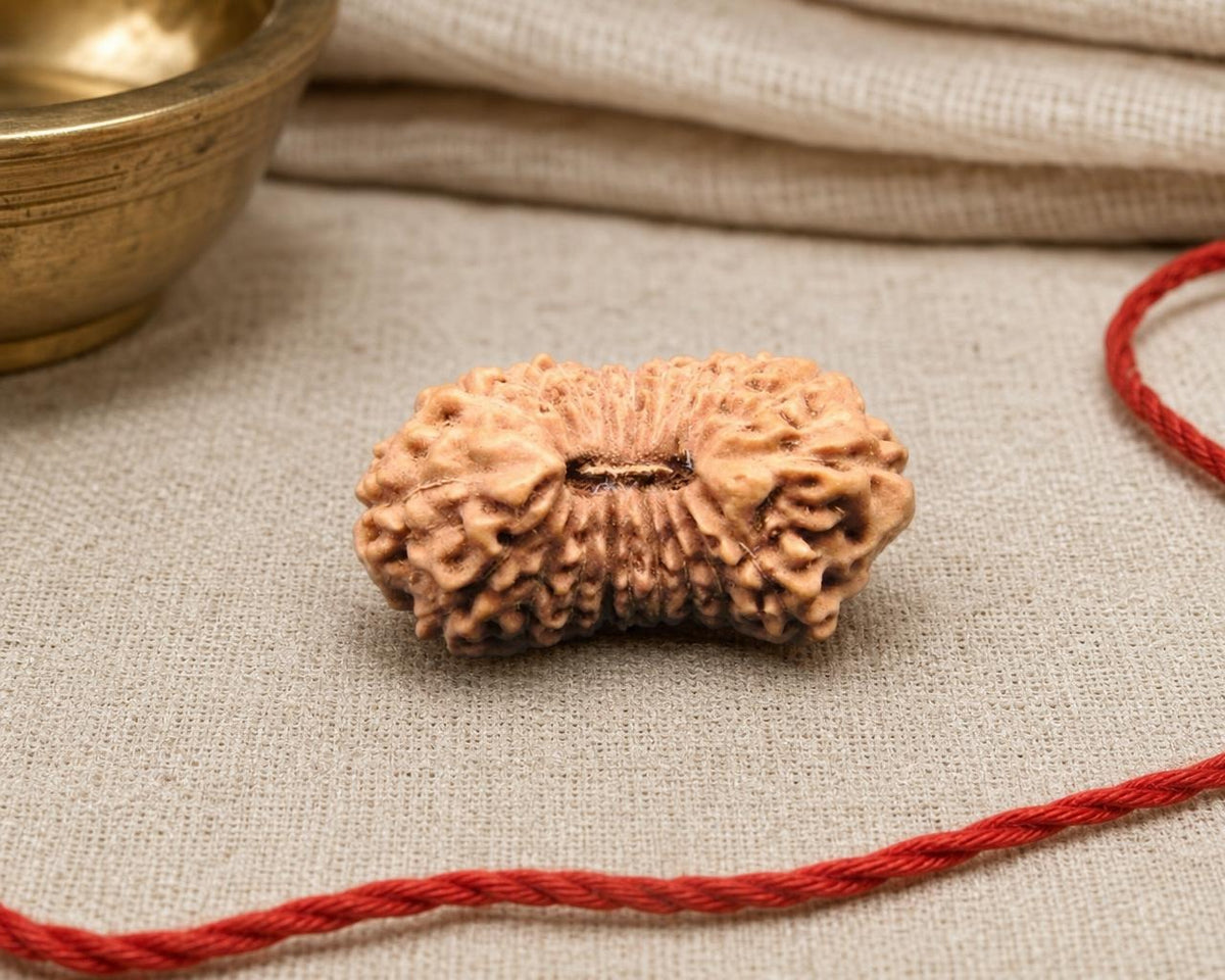 Natural 20 Mukhi Indonesian rudraksha bead with black center groove, red thread background
