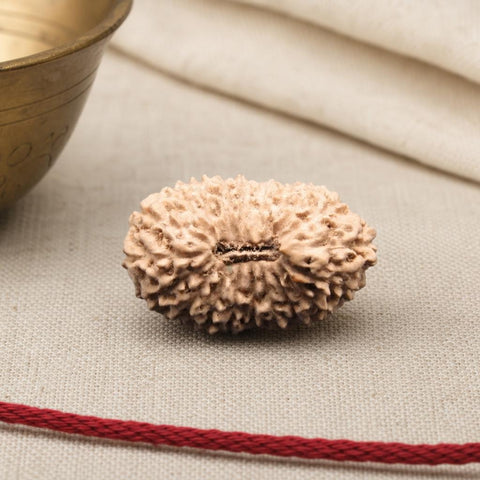 20 Mukhi Indonesia Natural Rudraksha 21.43 mm Rudraksha Report No. RDQ0044376