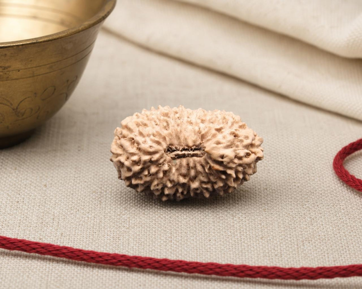 Natural 20 Mukhi Indonesia rudraksha seed with visible 20-face pattern on beige fabric