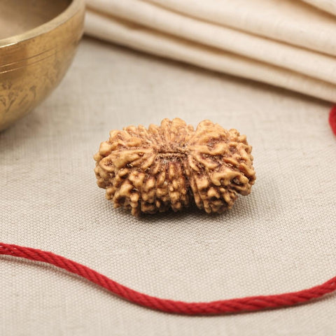 20 Mukhi Indonesia Natural Rudraksha 18.64 mm Rudraksha Report No. RDQ0044383