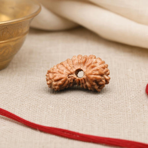 21 Mukhi Indonesia Natural Rudraksha 10.25 mm Rudraksha Report No. RDGJ620139