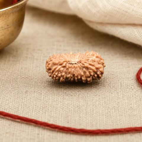 21 Mukhi Indonesia Natural Rudraksha 13.30 mm Rudraksha Report No. RDQ0044364