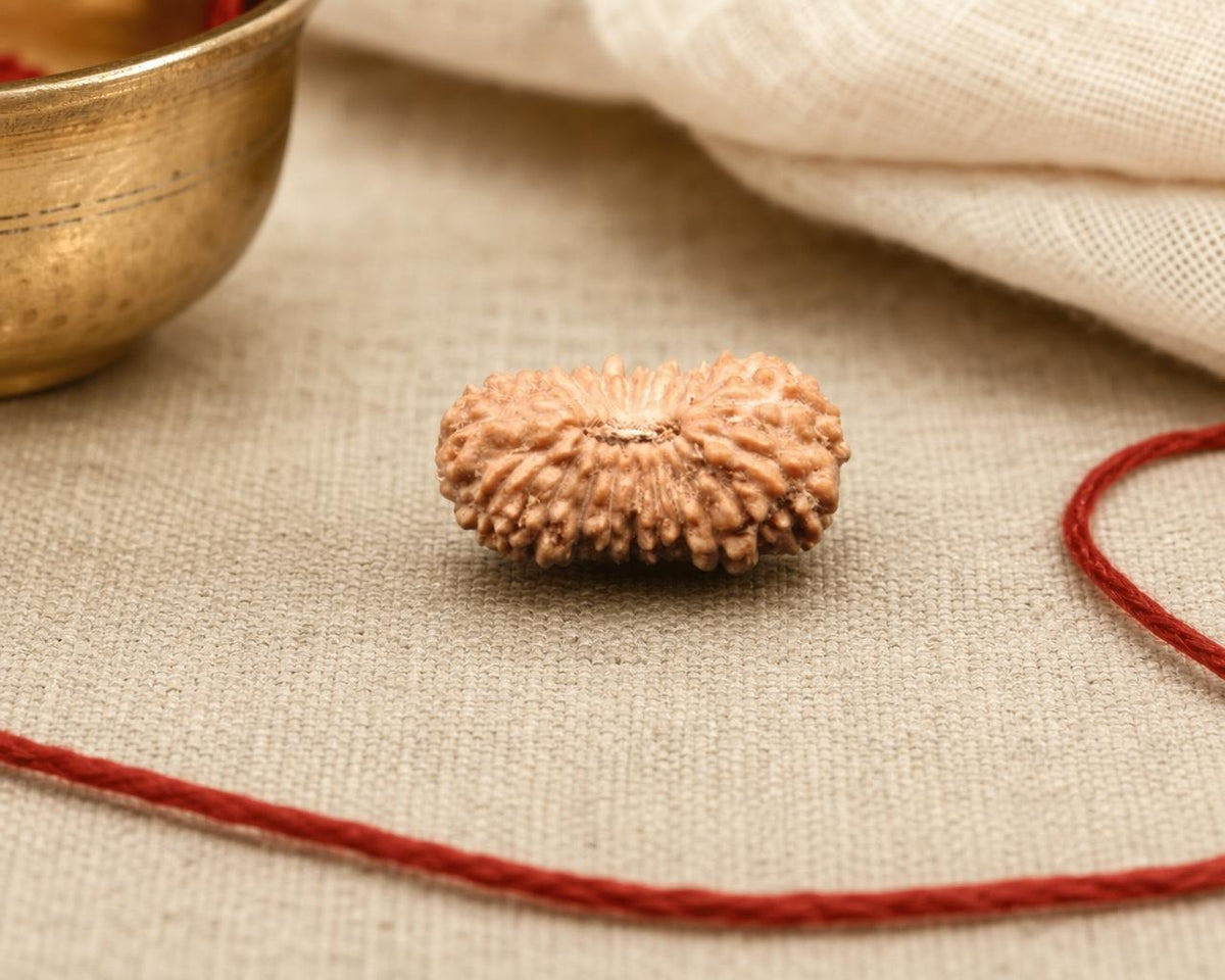 Natural 21 Mukhi Indonesian rudraksha bead with deep grooves, on red string