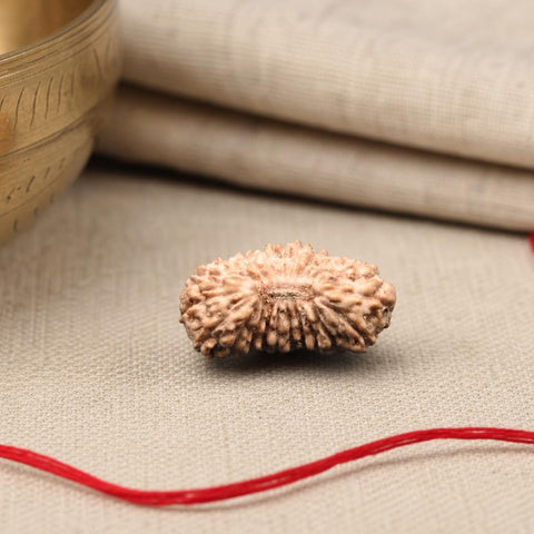 21 Mukhi Indonesia Natural Rudraksha 13.25 mm Rudraksha Report No. RDQ0044363