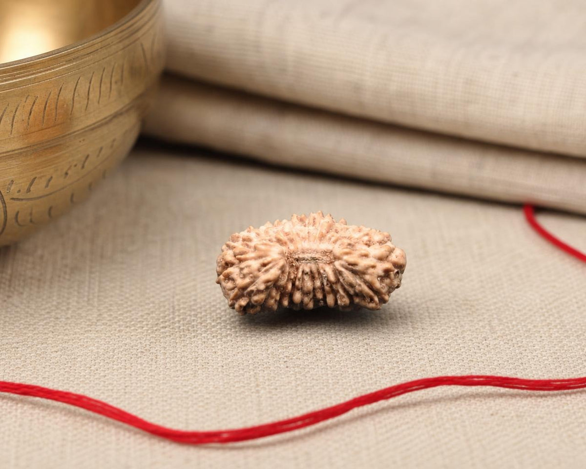 Natural 21 Mukhi Indonesia Rudraksha bead with textured face, on fabric with red thread