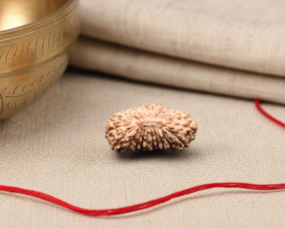 Natural 21 Mukhi Indonesia Rudraksha bead with textured face, on fabric with red thread