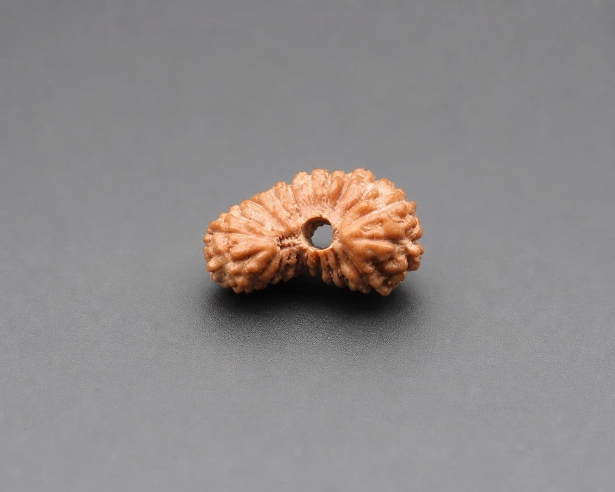 Natural 21 Mukhi rudraksha bead close-up showing hollow center and carved ridges