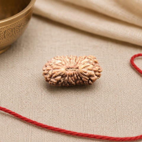 21 Mukhi Indonesia Natural Rudraksha 15.24 mm Rudraksha Report No. RDQ0044365