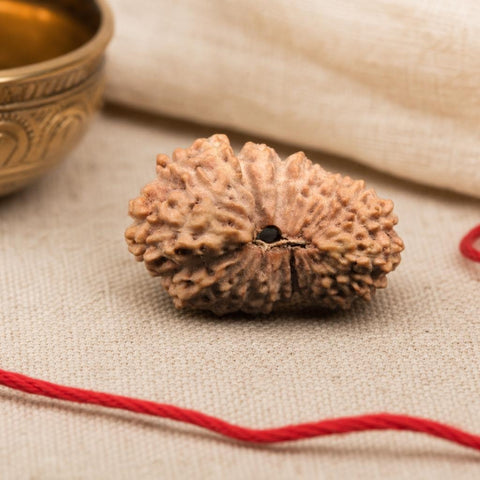 22 Mukhi Indonesia Natural Rudraksha 20.82 mm Rudraksha Report No. RDGJ621836