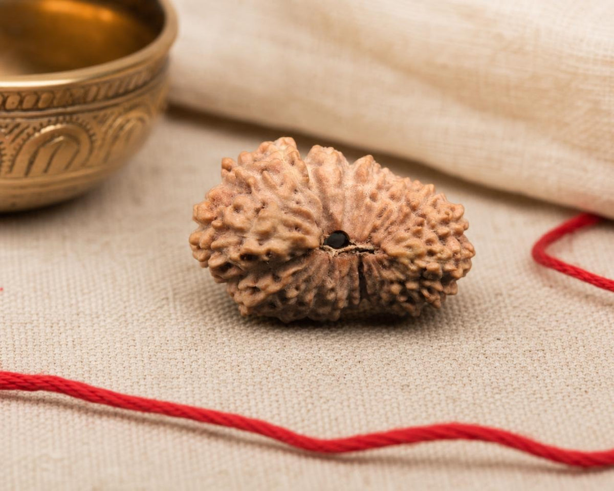 Natural 22 Mukhi rudraksha bead with dark central hole on red thread