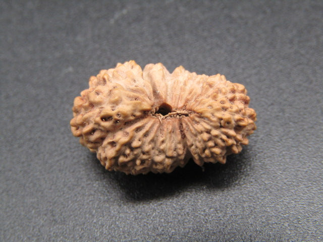 Natural 22 Mukhi rudraksha bead with detailed ridges and central hole on dark surface